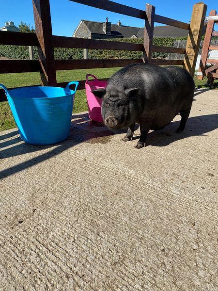 Small breed Piglets Pigs *2 remaining*