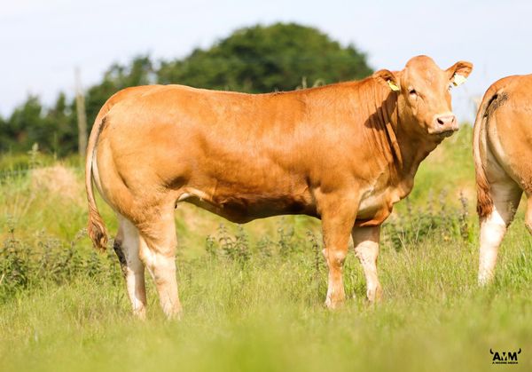 Pedigree Limousin Heifer