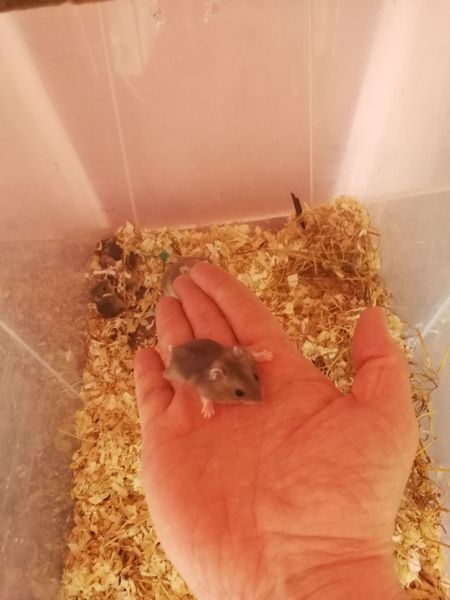 Dwarf hamsters and Pet mice