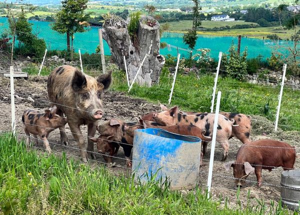 Organic Pigs for sale