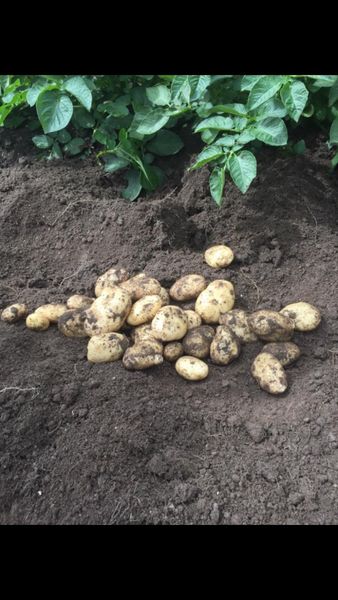 New Season Queen Potatoes