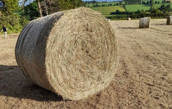 Hay For Sale In Cork For 30 On Donedeal