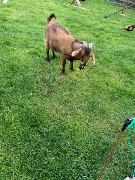 2 Male Goats For Sale
