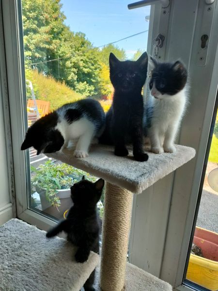 Kittens: just one little beautiful black male left