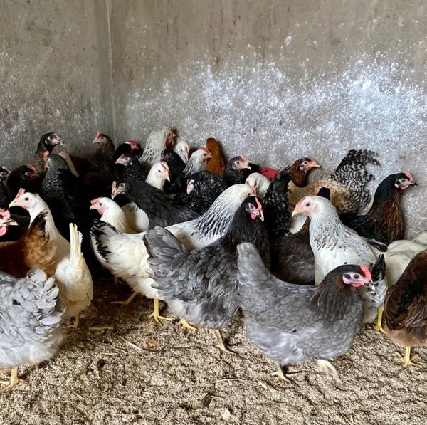 Pullets hens ducks and bantams for sale chickens