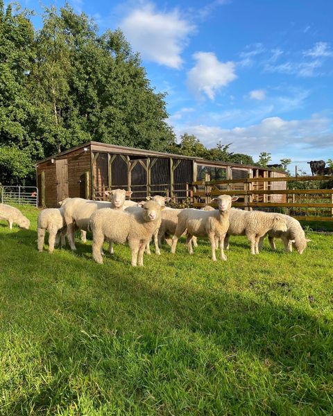 Pedigree Dorset ewe and ram lambs