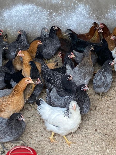 Hens bantams and ducks for sale chickens poultry