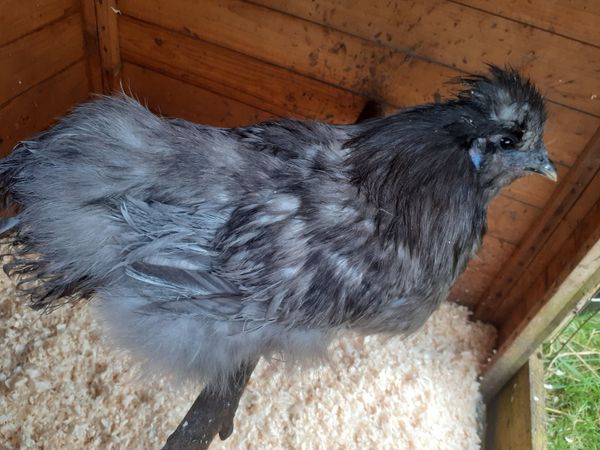 USA Bearded Silkie Roosters