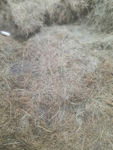 for sale square bales of hay