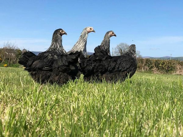 Point Of Lay Pullets - Dublin