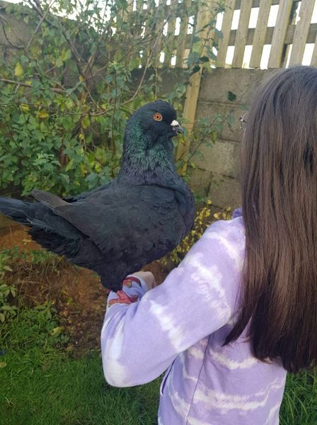 Hand reared Giant Pet Pigeons
