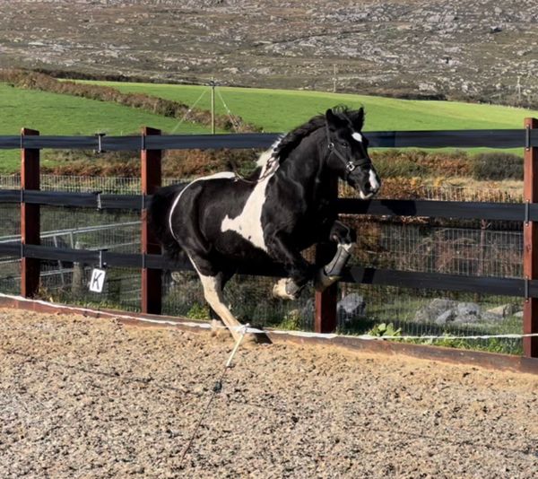 Piebald mare for sale in Cork for €1,500 on DoneDeal