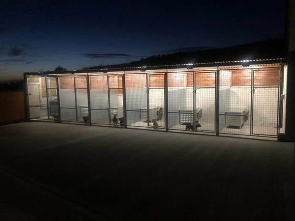Large dog pens galvanized panels and cages