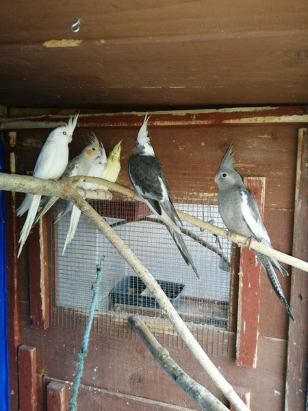 Cocktails, love birds, budgies, great prices