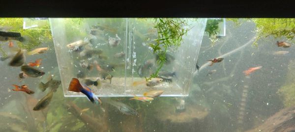 Female + male Guppies 50 of each gender remaining*