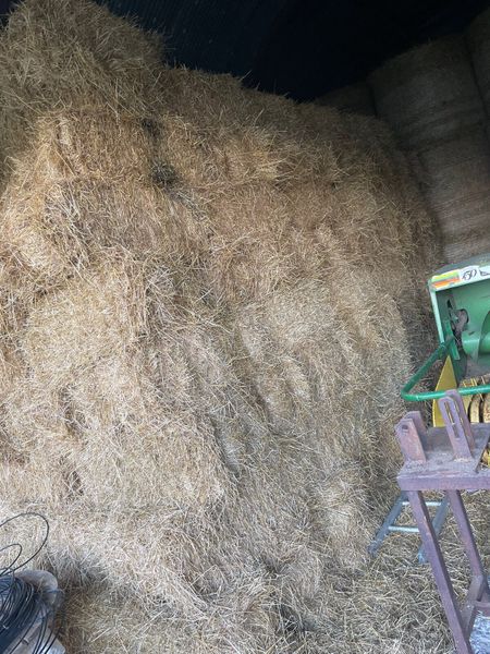 Small square bales of organic hay