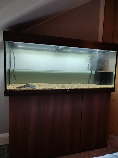 240l fish tank and decorations