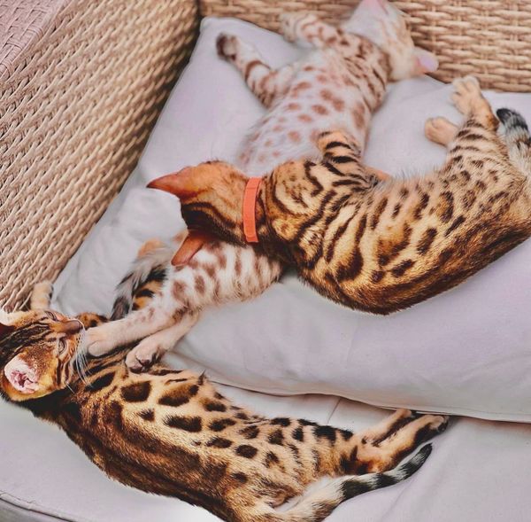 Bengal kittens pure breed Tica registered