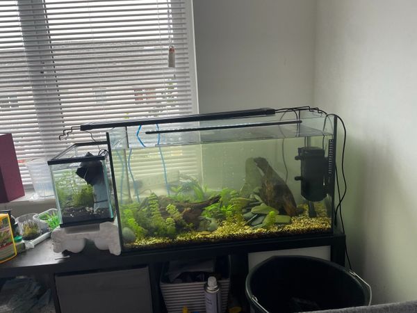 Turtle Tank/ Aquarium