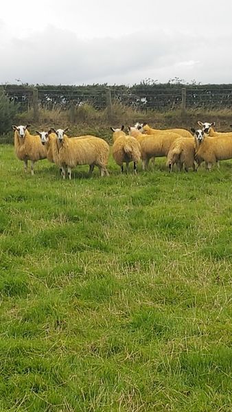 Sheep ewe lambs