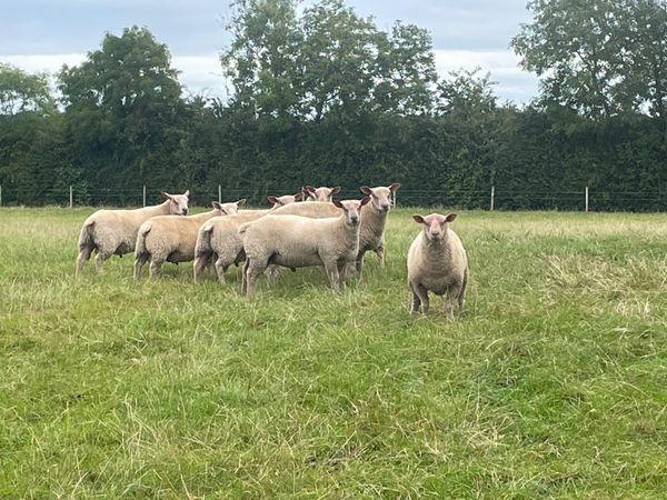 Charollais Ram Lambs  vax'd wormed & fluked