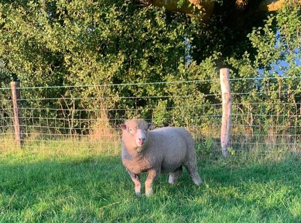 Dorset X Charollais Ram Lambs