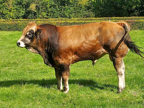 Purebred registered parthenaise bull