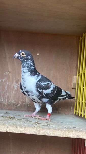 Coloured homer pigeons