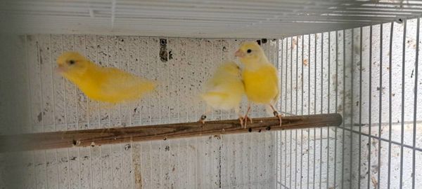 Canarys