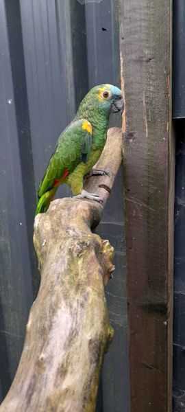 Blue fronted amazon