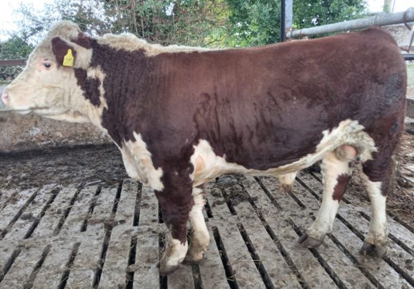 Pedigree Registered Hereford Bull and Cows