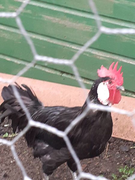 FREE  ROOSTER.