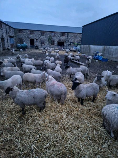 Store lambs 35-41 kilo.