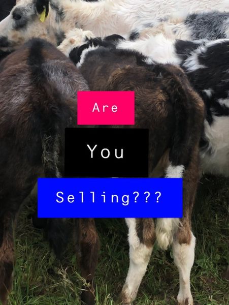 Have you poor quality cattle for sale !!!!