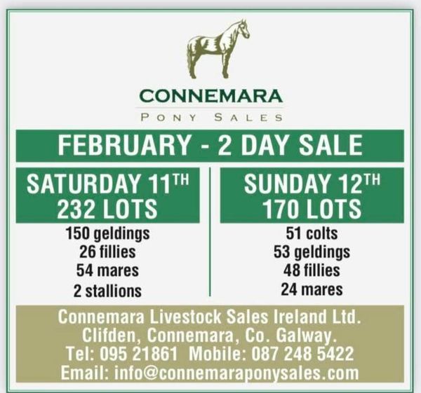 Connemara Pony Sales Feb 11th & 12th over 400 lots