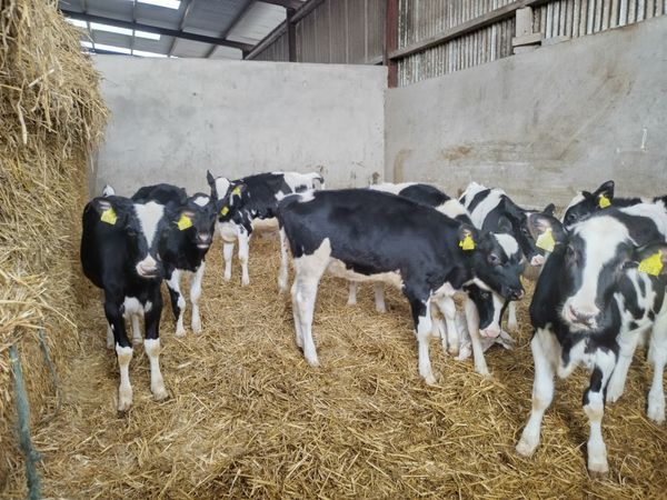 Holstein   fr heifer calves for sale