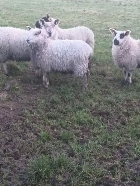 ewe lambs