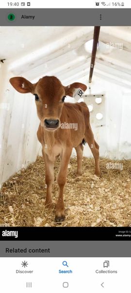 Jersey frx and holstein  bull calves