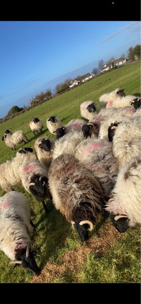 Good quality Ewe lambs for  sale