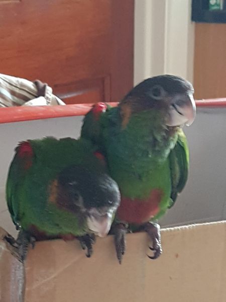 Conures for SALE