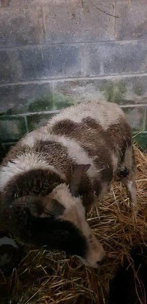 Foster Ewe For Sale