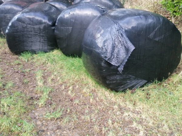 Round bales of silage