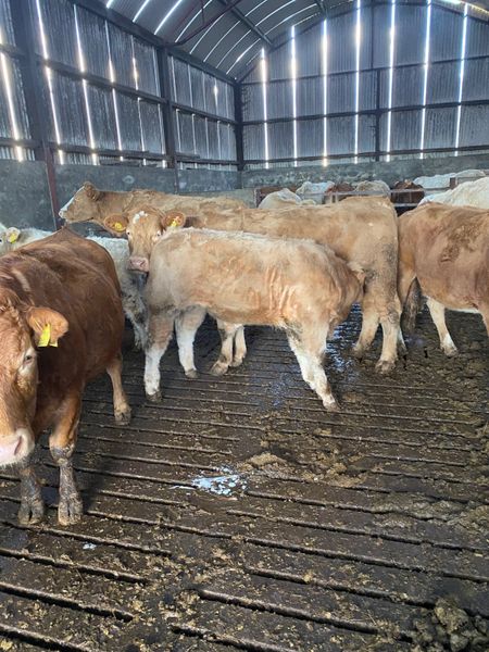 *Lot 158-168* Charolais and Limousin Weanlings