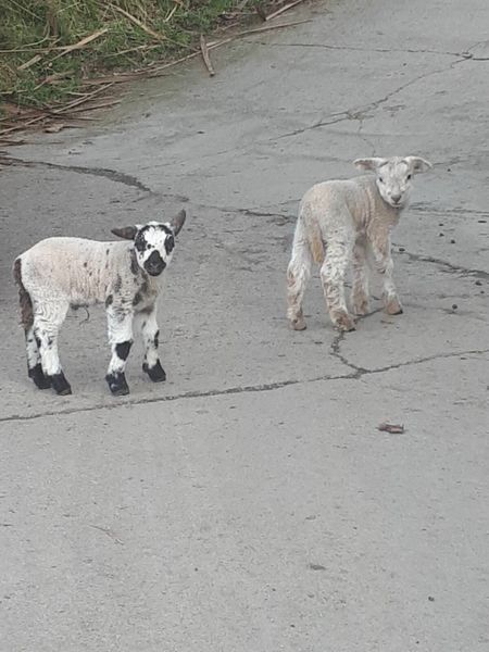 2 lambs for sale
