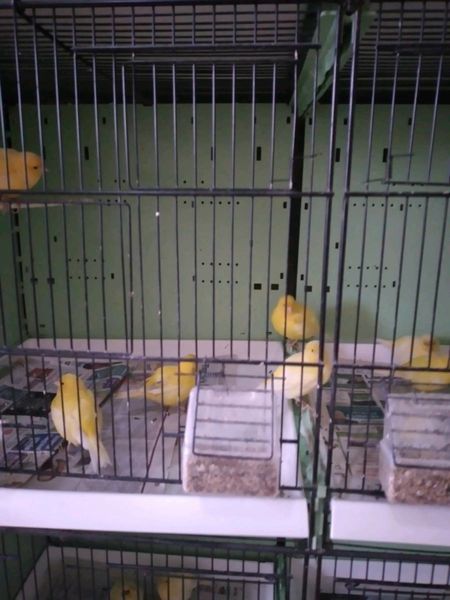 Fife's canarys