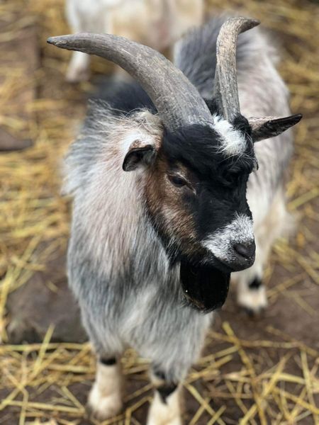 Pygmy goat for sale in Cork for €120 on DoneDeal
