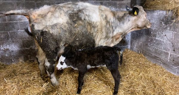 Roans/BB Cows with calves & Springers*****