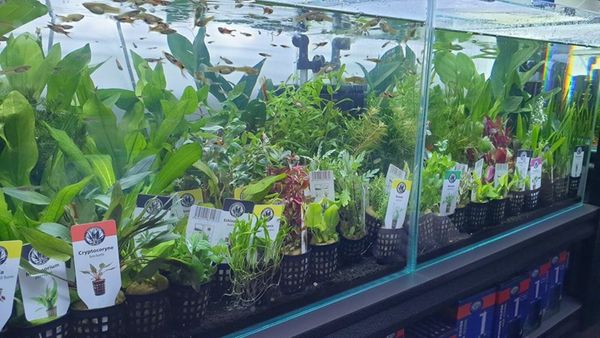 Aquarium plants in the basket