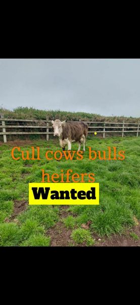 Purchasing all types of culls. All counties covere