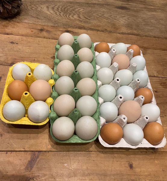 Colorful eggs (chicks and ducklings available)